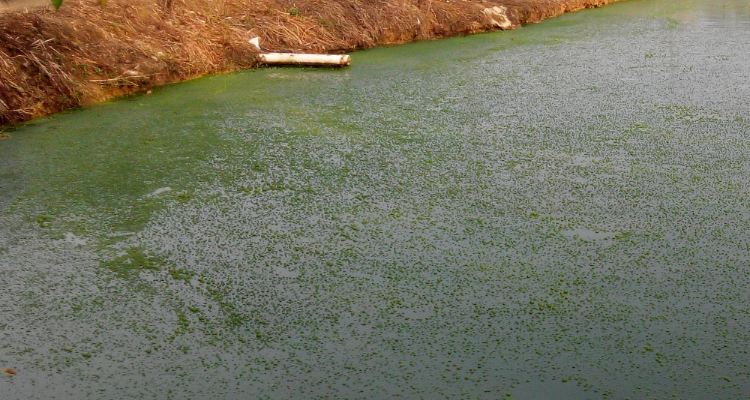 1729748983138511.png 水體富營養化.png